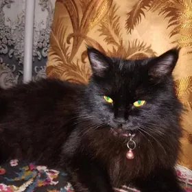 отдам добрые ручки