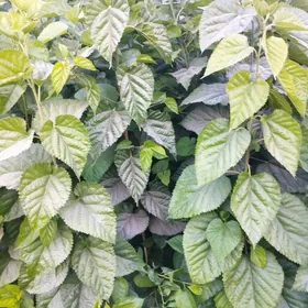 tut nahal hemde makilyura naha