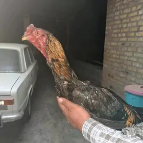 байсов хораз