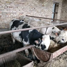 okuzler 1.5 yashynda