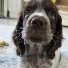 Русский спаниель