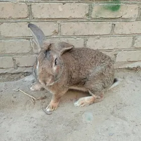 towsan  welikan erkek