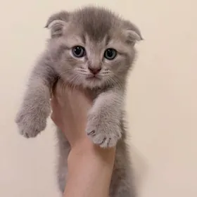 Шотландский вислауха