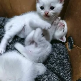 веслаухие котята