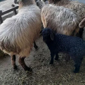 guzyly goýun oweç tokly