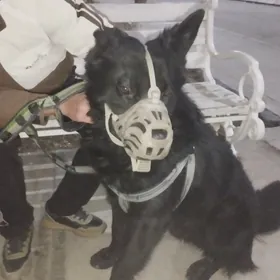 собака на размножение