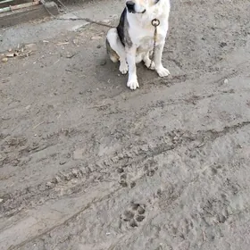 !!!!!!KUÇUK YITDI!!!!!! alabay