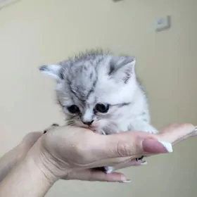 шотландские котята