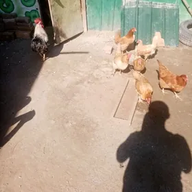 Местный Товук.