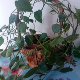 домашние растения