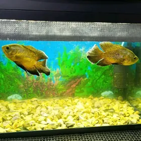 Akwariýum Аквариум