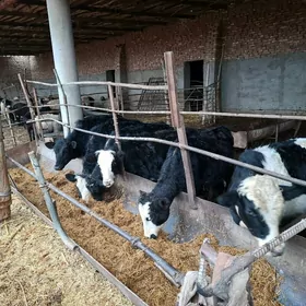 golishteyn tohum gachar