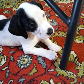 охотничий собака