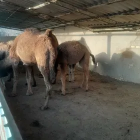 torumlor. ba  arasaja  malar