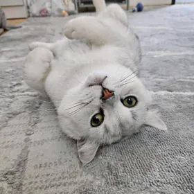 Серебристые шиншиллы