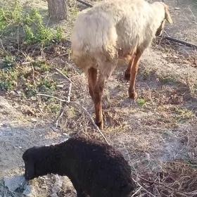 гузылы гоюн