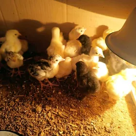 indiki juyje индюшата.