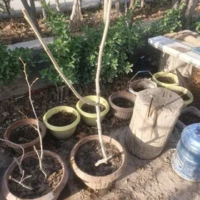 Çynar agajy gorşokda