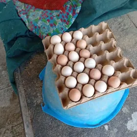 байсовский.     тохум. сатлык