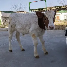 Arassa Simental öküz