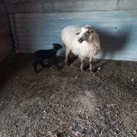 гузлы гойын