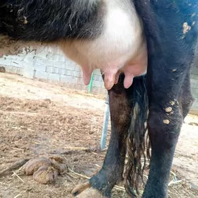 Simental gibrit sygyr