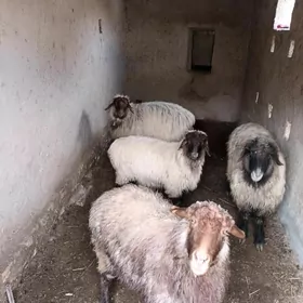 urgaçy goç  goyun toklular