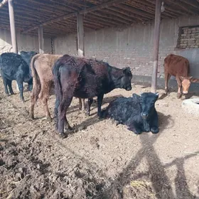 ÿaşyny alan 5 sany gunajyn