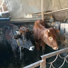 Tuwe sygyrlar yagdayy gowy