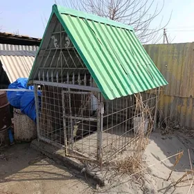 гужик кетек