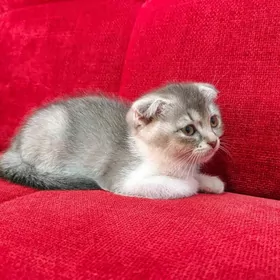 Shotland wislouhi shinshilla