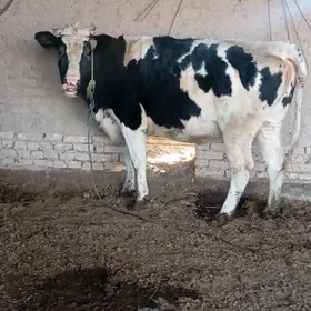 3 yaşar unajin aniribaşi