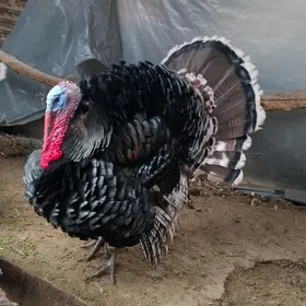 эркек  ундук