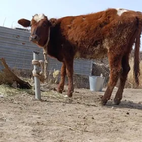 sves okuzce smental unajyn