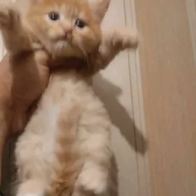 paroda satlan 1 aylyk