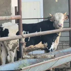 Simental Bakylan Okuz