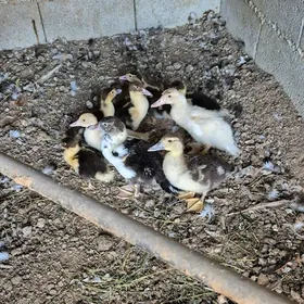 indawutga ordek juyje