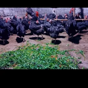 даминанд.  товук