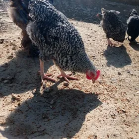 dominant brama juyje