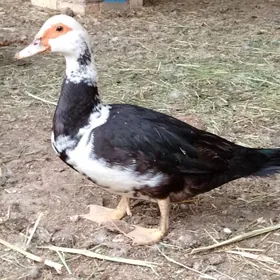 muskus ördek juyjeler