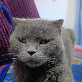 pisik oran govy Britaniski