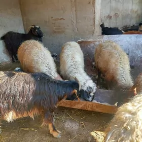 gully goyun owlkly geci