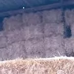 бугдай саман