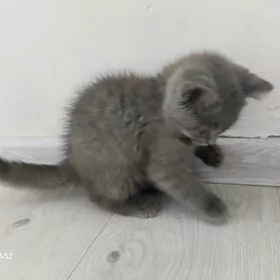 Scottish ŝatlandiskiy