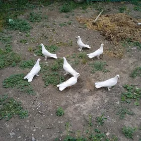 kepderi голуби