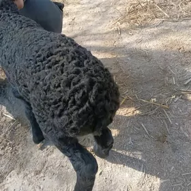 гузылы гойун