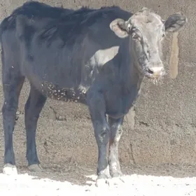 Cýorniý pýostura tüwe