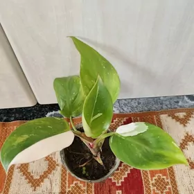 Филодендрон