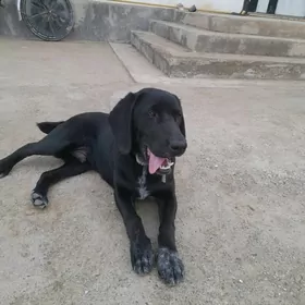 awçy itlerawçy itle