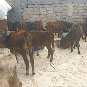 öküzçe tüwe öküz göle